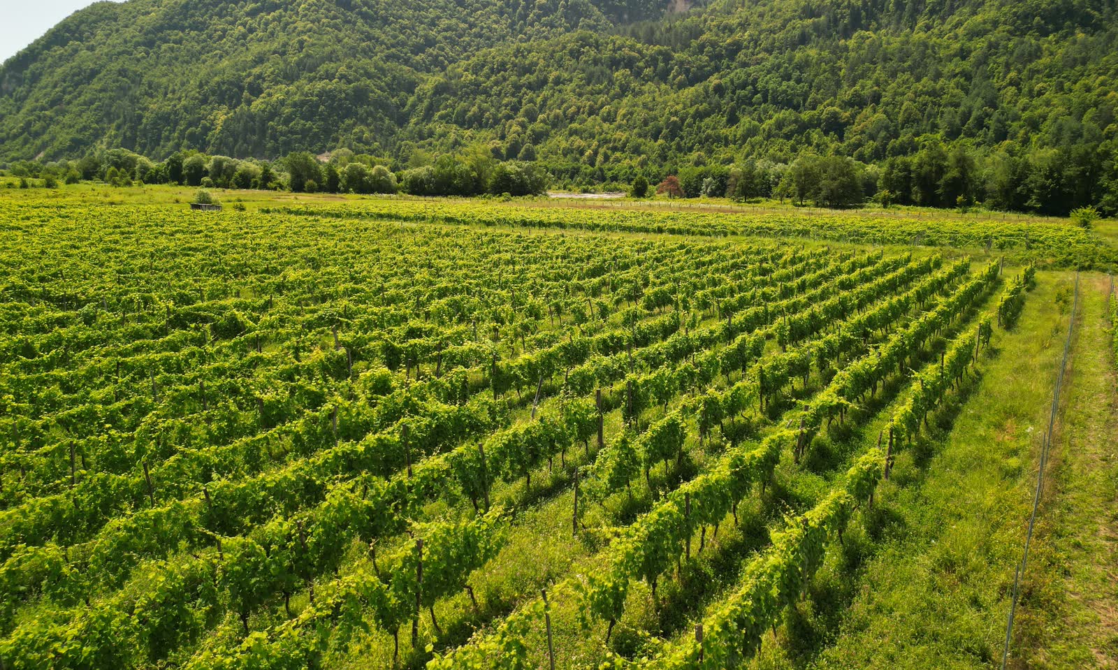 Rows of Aleksandrouli and Mujuretuli vines on the valley floor in Racha, forested mountain ridge behind